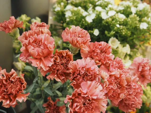 Close-up van roze anjers met gekartelde bloemblaadjes, met op de achtergrond witte bloeiende planten in een vervaagde groene setting.