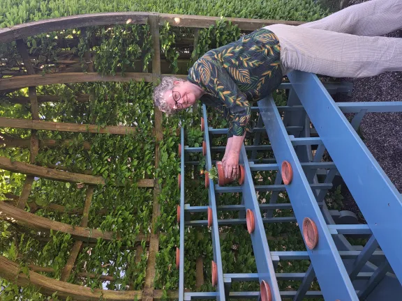 Aurikeltheater met conservator die de plantjes neerzet