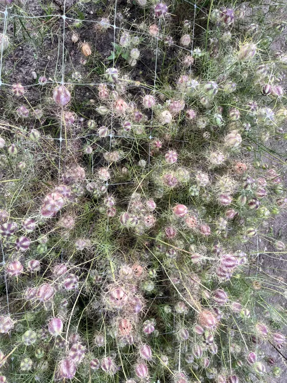 Stekelige lichtpaarse bloemen