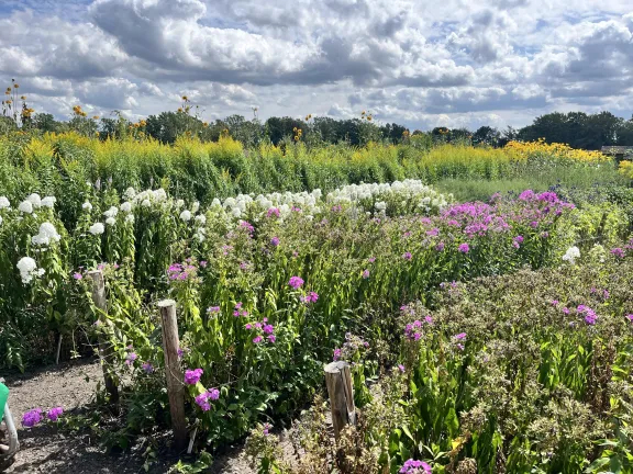 Gekweekte bloemen in rijen op een veld