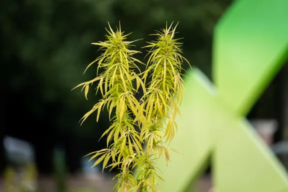 Cannabisplant in de paleistuin