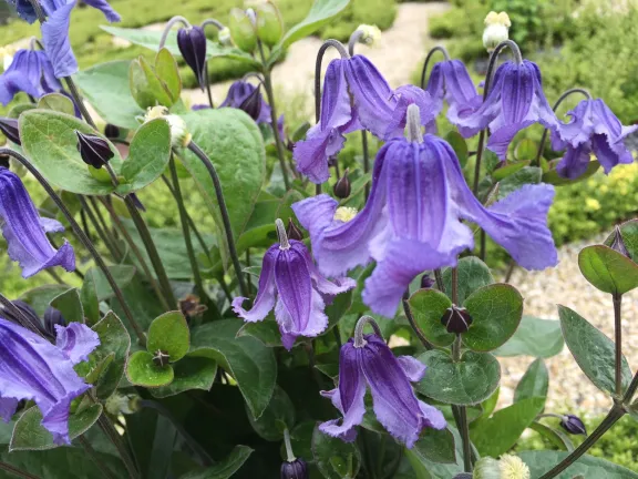 Blauwe clematis bloem in de paleistuin van Paleis Het Loo