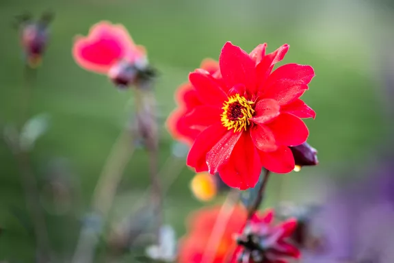 Bloemen in de paleistuin of 'buitenzaal'