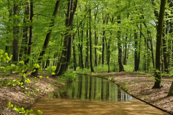 Stream in the palace park during spring