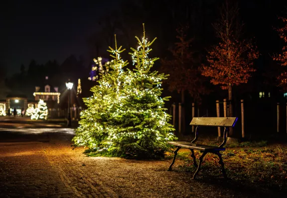 Weihnachtsstimmung mit beleuchteten Bäumen entlang der Stables Avenue | Paleis Het Loo