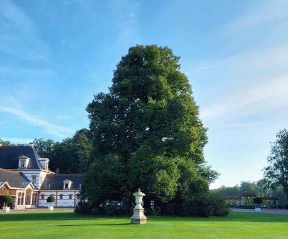 De lindeboom bij het stallenplein