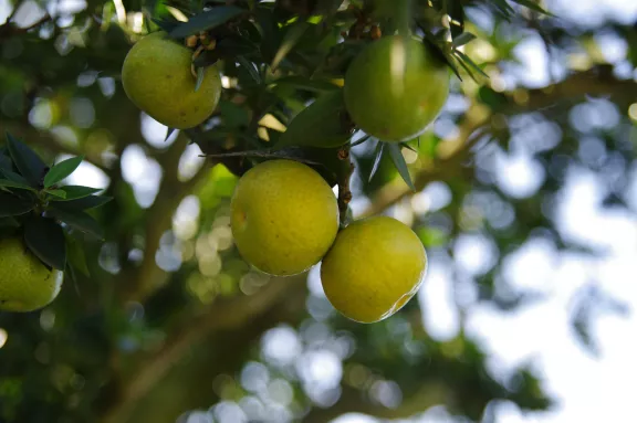 Paleis Het Loo - citrusfruit