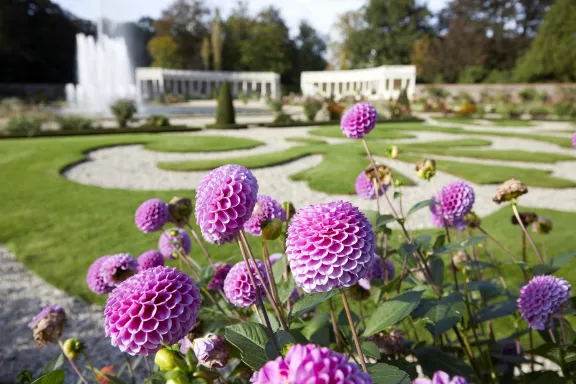 Dahlia's in de boventuin met de Koningssprong en de colonnades op de achtergrond