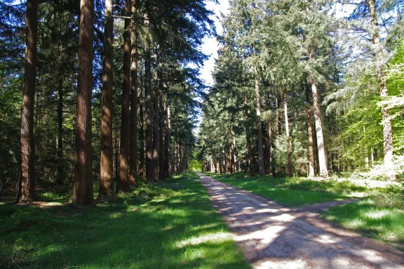 Laan in een bos met bomen