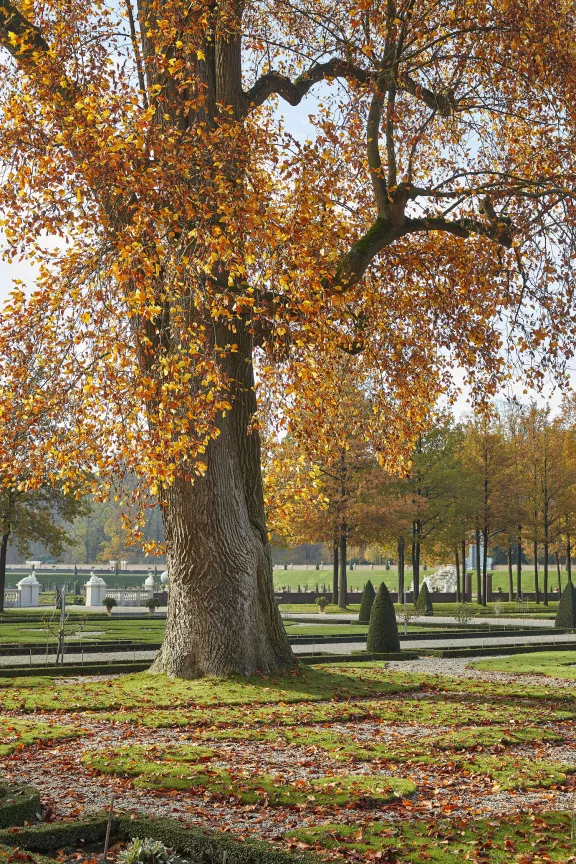 The large tulip tree in autumn