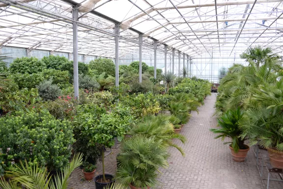De citruscollectie opgeslagen in de Floriskas tijdens de winterperiode