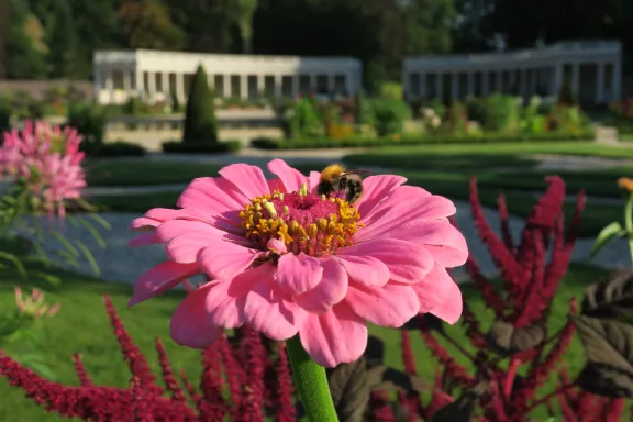 Insect op roze bloem met colonnades op achtergrond