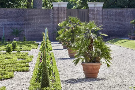 Koninginnetuin Europese dwergpalm