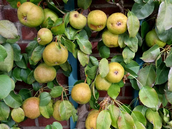 Leifruit in de koninginnetuin