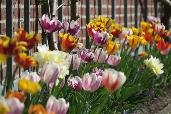 Flowers at Paleis Het Loo for the mini-workshop making seed bombs