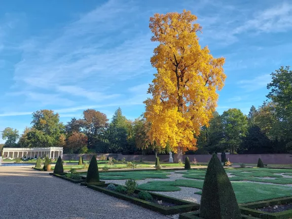 De tulpenboom met oranje bladeren in de herfst