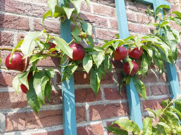 Pruimen aan de muur