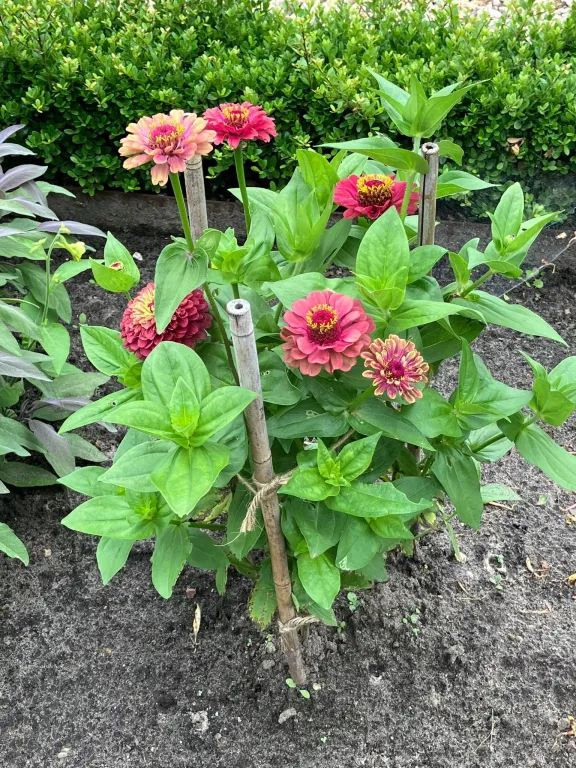 Roze zinnia bloemen in de paleistuin