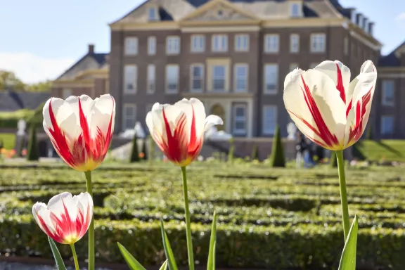 Tulpen in bloei met op de achtergrond de paleistuinen en Paleis Het Loo